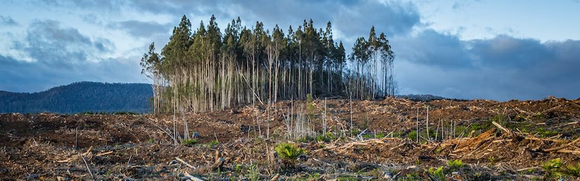 Quiz de France stratégie sur l'environnement