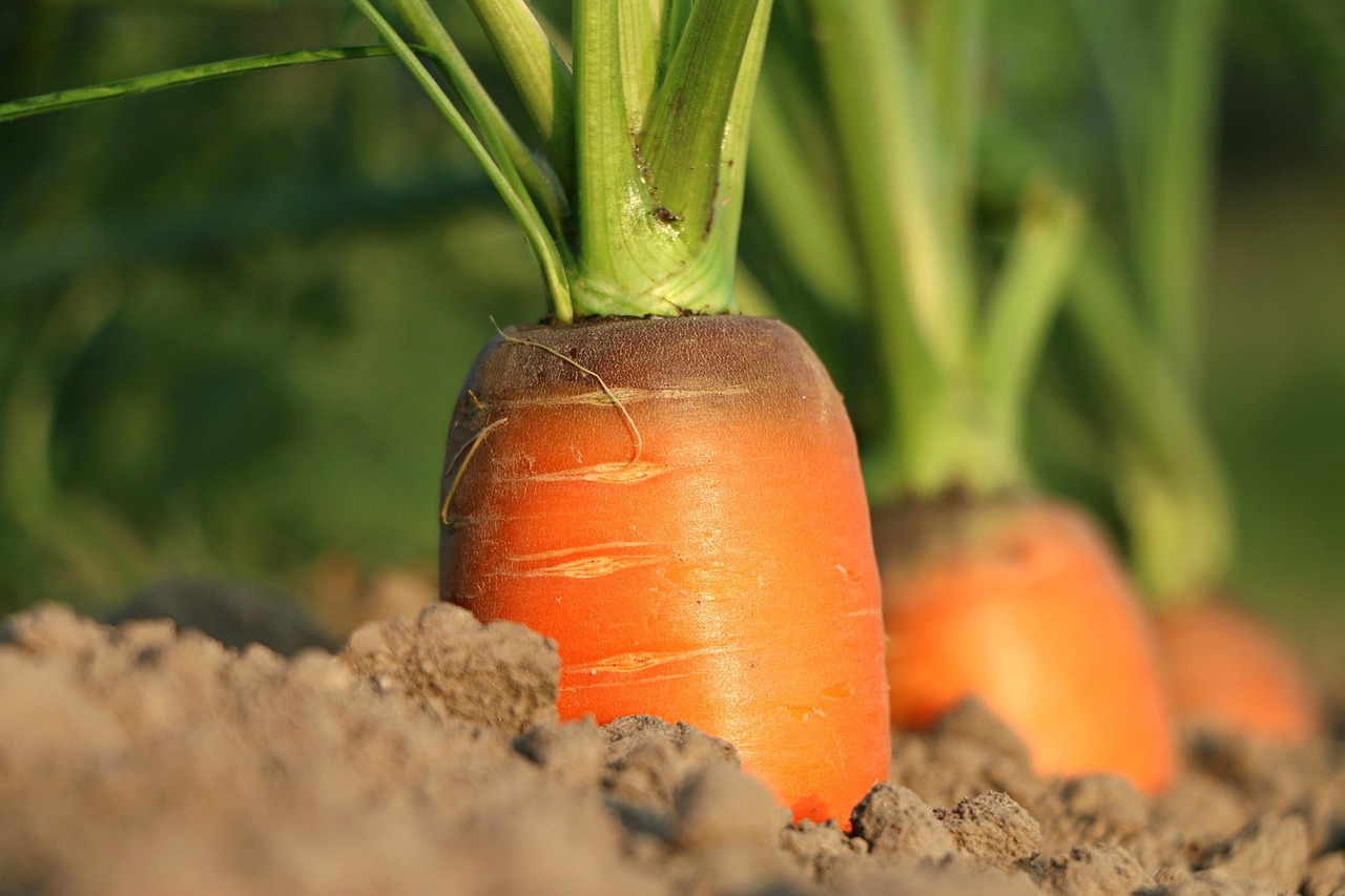 Quiz de la semaine : Commerce agricole, indépendants et pollution