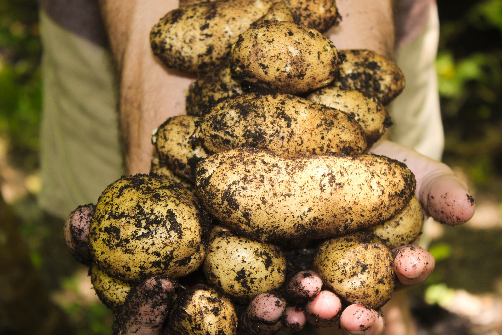 Quiz de la semaine : Satisfaction dans la vie, bénéfices et agriculture biologique 