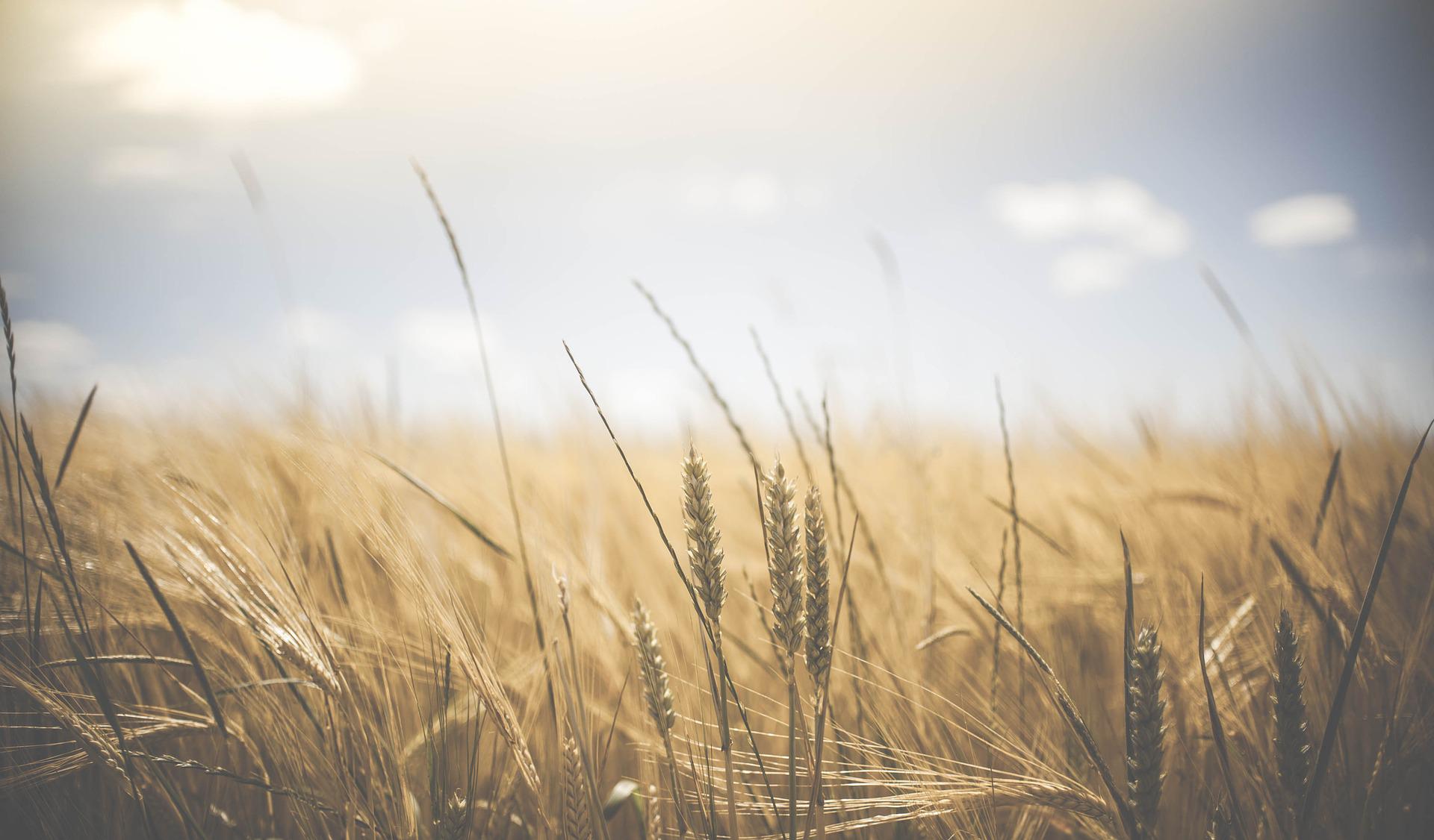 Quiz de la semaine :  Protection sur le blé, retraites et mobilité sociale 