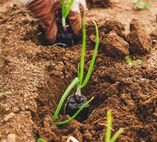 Actu-éco : L’impact des catastrophes sur l’agriculture