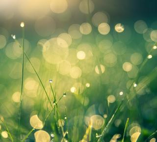 Christian de Perthuis : La protection de la biodiversité, volet sous-estimé de l’action climatique