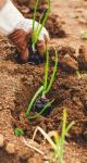 Actu-éco : L’impact des catastrophes sur l’agriculture