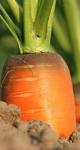 Quiz de la semaine : Commerce agricole, indépendants et pollution